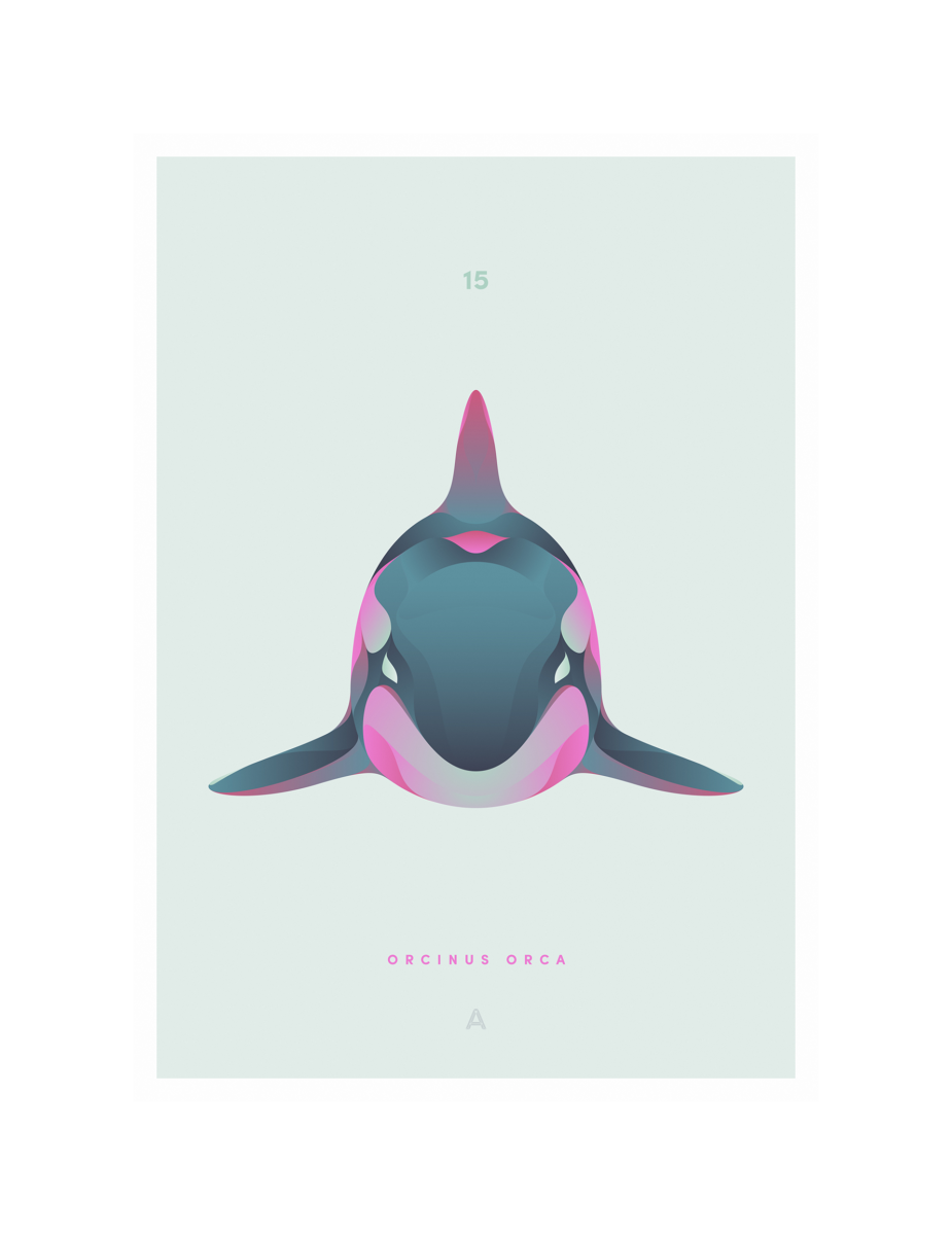 15. Orcinus Orca - DISAPPOINTED WILDLIFE
